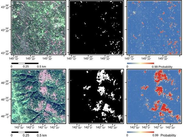 Нейросеть определяет причину гибели лесов по спутниковым снимкам