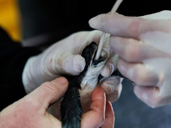 Пострадавшим при разливе нефти морским черепахам помогает майонез
