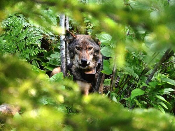 Волки Северной Америки оказались способны к охоте из засады