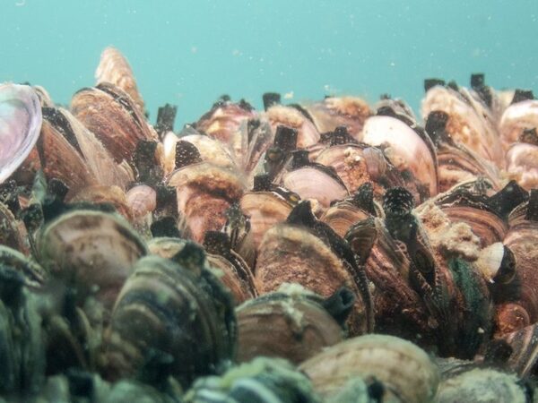 Инвазивный моллюск распространился по США вместе с товарами для аквариумистов