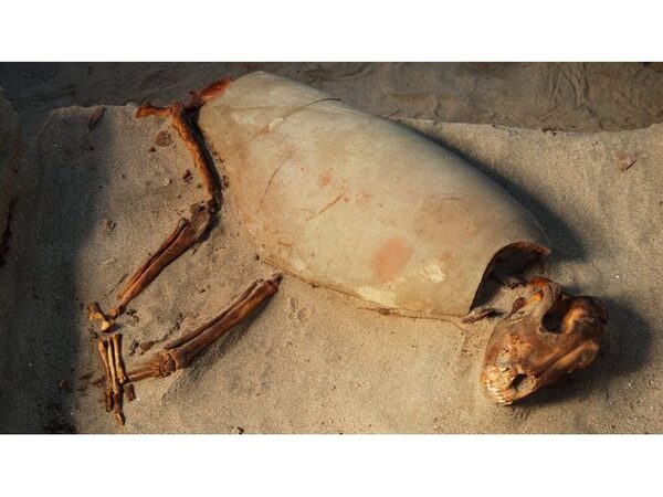 На древнеегипетском кладбище домашних животных найдено 585 захоронений