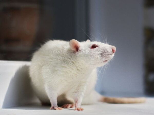 У подопытных крыс с посттравматическим расстройством повысился риск заболеваний сердца