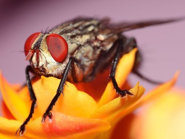 Голодные плодовые мухи за один перелет преодолевают рекордные расстояния