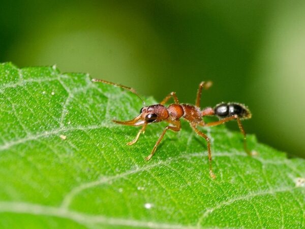 Индийские прыгающие муравьи могут уменьшать и увеличивать свой мозг
