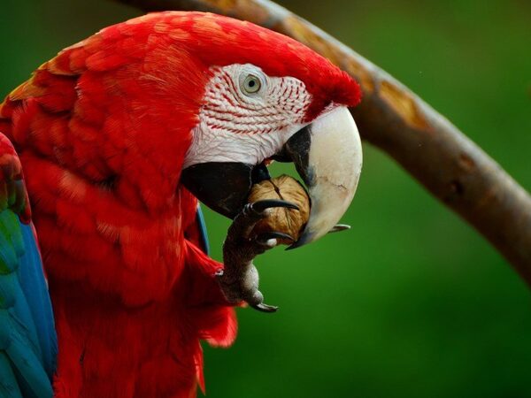 Много веков назад в Южной Америке велась активная торговля живыми попугаями