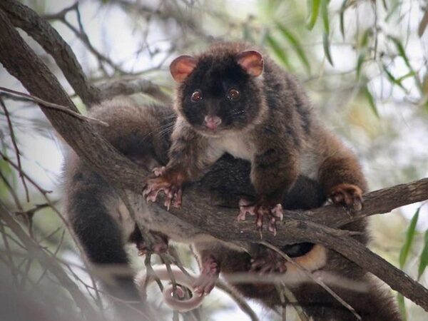 Одному из самых редких австралийских млекопитающих уютнее в частных садах, а не в национальных парках