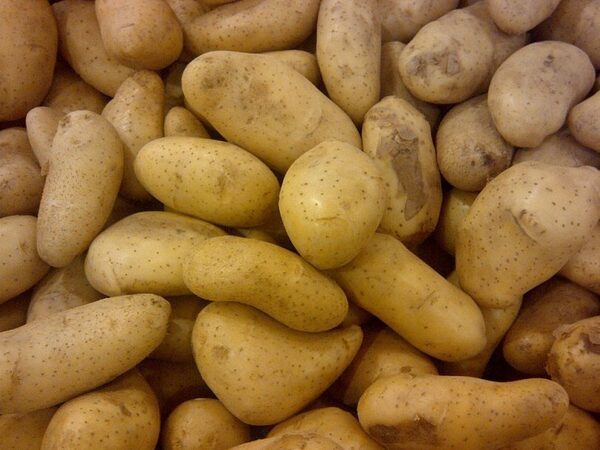 «Пирамида генов» дает картофелю устойчивость к фитофторозу