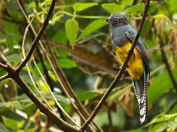 В Бразилии выделен новый вид птиц