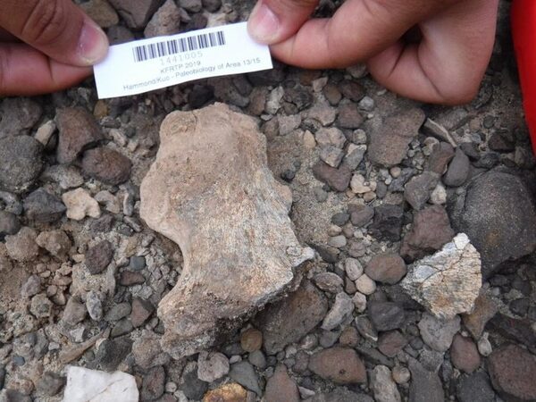 В Кении нашли новые кости человека прямоходящего