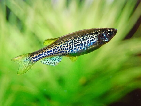 На формирование стволовых клеток у рыб данио-рерио влияют кровяное давление и механические воздействия окружающих тканей