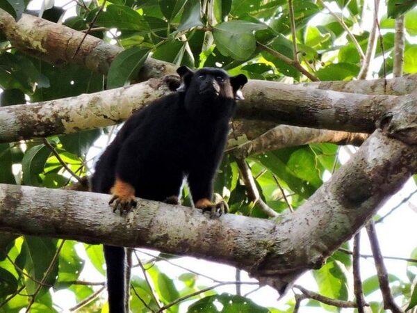 Краснорукие тамарины в лесах Амазонии осваивают язык родственного вида
