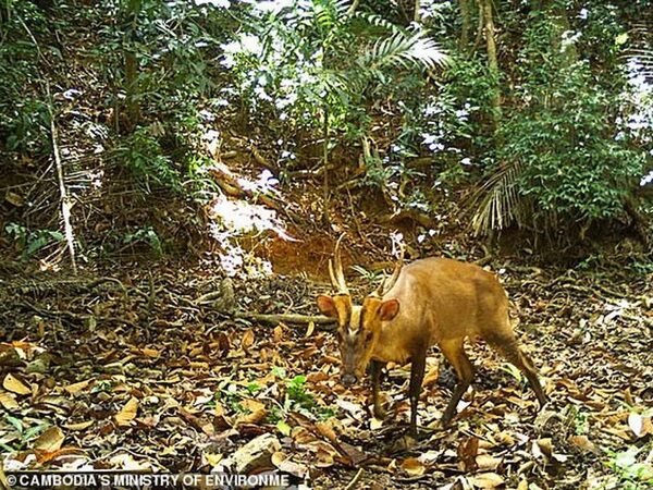 Редкий олень был снят автоматическими камерами в национальном парке Камбоджи