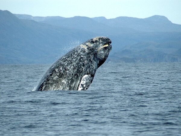 Серый кит добрался до Намибии от берегов Сахалина