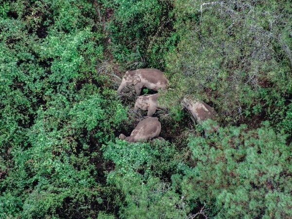 В Китае стадо диких слонов уже три месяца идет на север по неизвестной причине