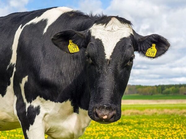 Первому в России клонированному теленку уже исполнился год