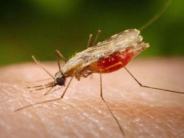 Пойманных комаров заставляют откладывать яйца для проверки устойчивости к инсектицидам