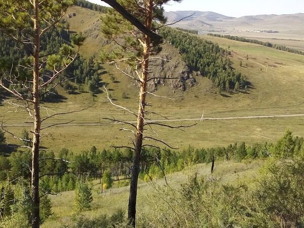 Водохранилища облегчают жизнь соснам