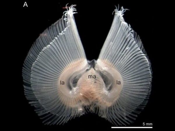 Строение щупалец брахиопод поможет реконструировать облик предка всех двусторонне-симметричных животных