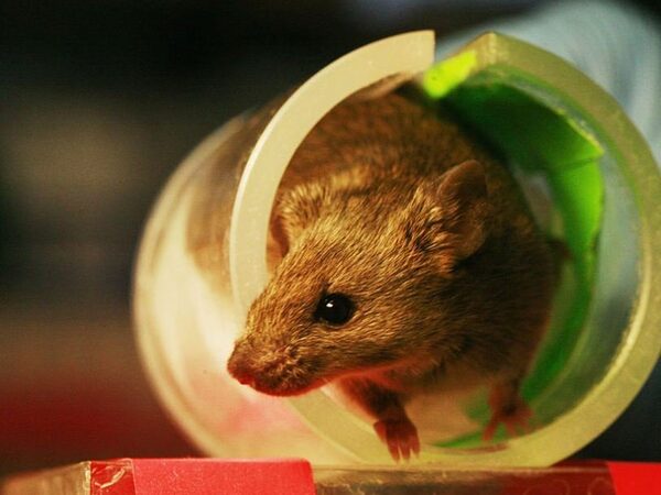 Ученые смогли избавить мышей от генетического заболевания мозга