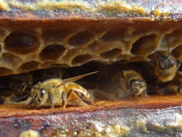 Китайские пчелы используют особый сигнал для предупреждения о нападении шершней