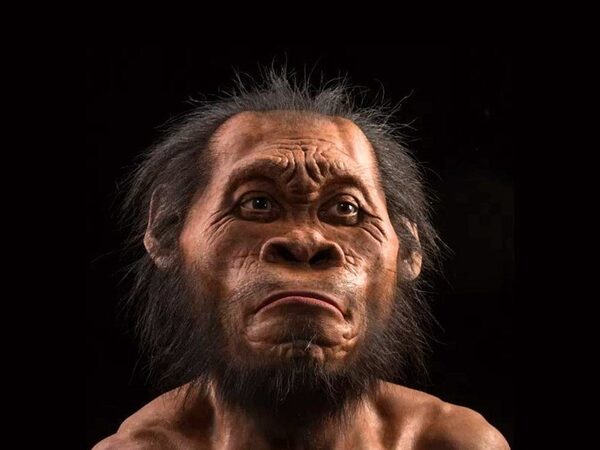 Кости детеныша Homo naledi нашли в южноафриканской пещере