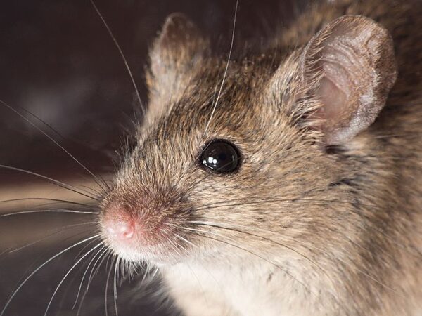 На Канарских островах обнаружен мышиный коронавирусный гепатит
