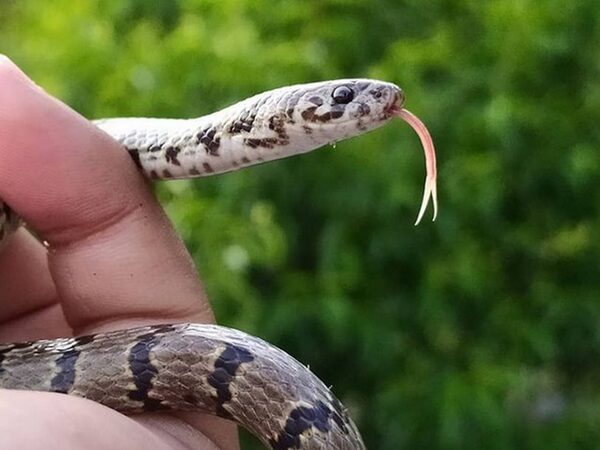 Выложенная в «Инстаграме» фотография позволила открыть новый вид змей