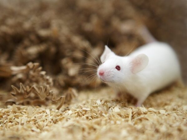 Кровь тренированных мышей принесла пользу их сородичам
