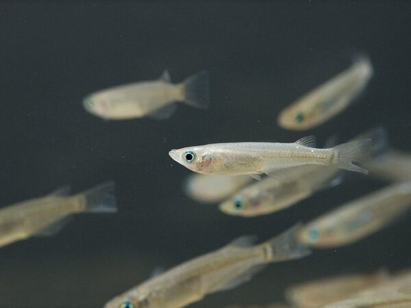 Маленькая японская рыбка научилась справляться с токсичными продуктами гниения
