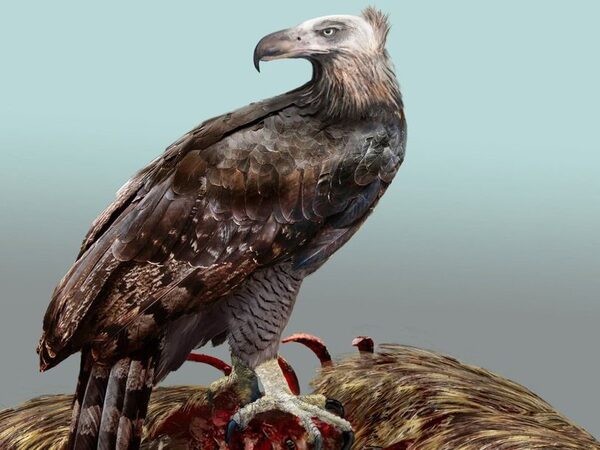 Режим питания вымершего новозеландского орла указал, что орел был лысым