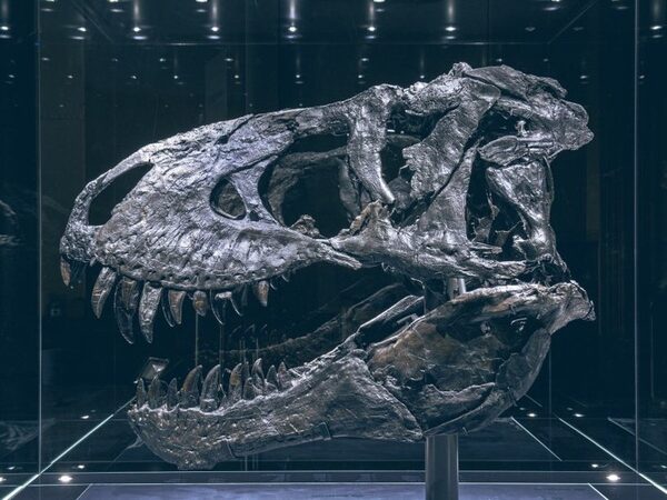 Тираннозавр Тристан Отто страдал от остеомиелита
