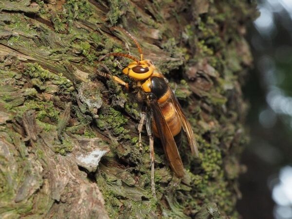 Ученые выяснили, зачем гигантские шершни перед нападением на пчелиный улей трутся об него брюшком