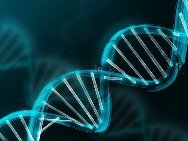Замена всего одного нуклеотида в генах, регулирующих метаболизм тестостерона, влияет на спортивные успехи и риск болезней