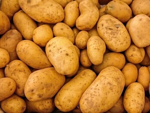 Ряд отечественных сортов картофеля оказался устойчив к опасному вредителю