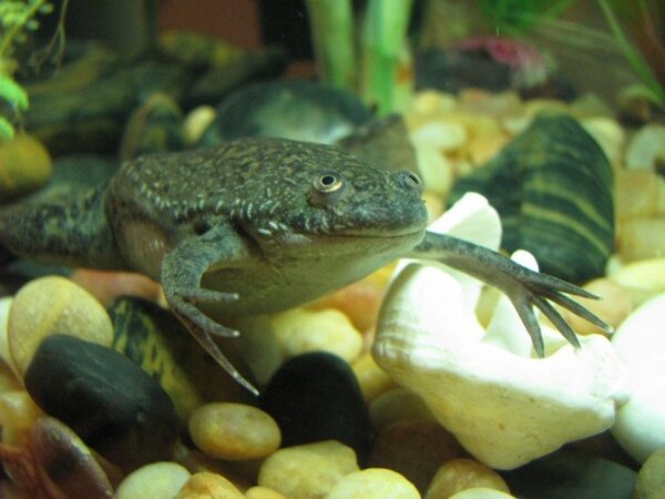 Ученые вырастили у лягушки новую лапку взамен отрезанной