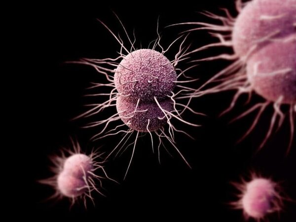 Устойчивых к антибиотикам возбудителей гонореи станут выявлять при помощи нового микрочипа