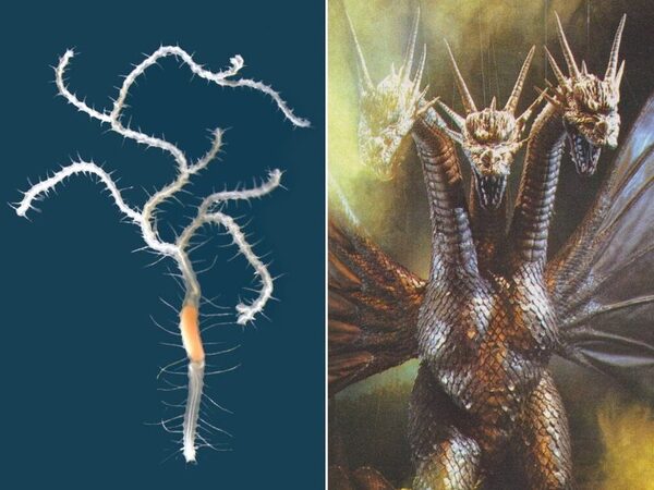 Ветвящийся морской червь получил название в честь врага Годзиллы