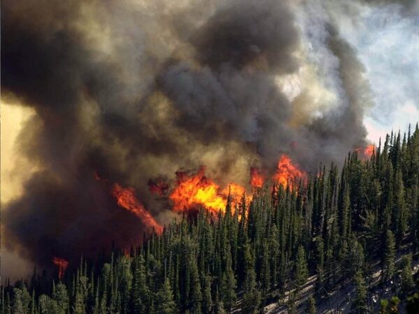 Для прогнозирования лесных пожаров исследователи изучили их историю за последние 35 лет