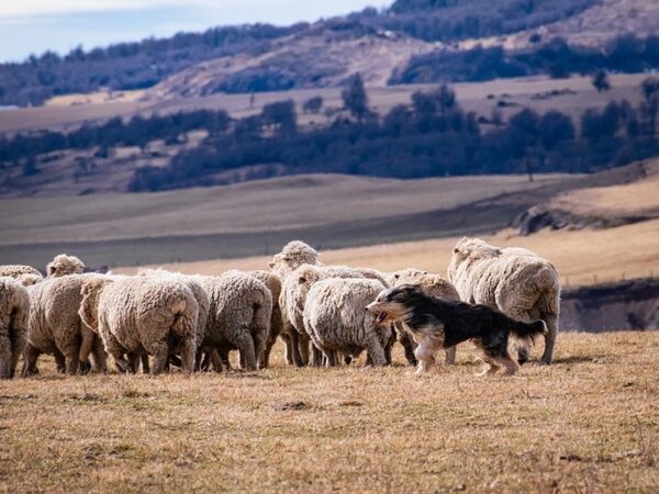 Патагонские овчарки имеют британское происхождение