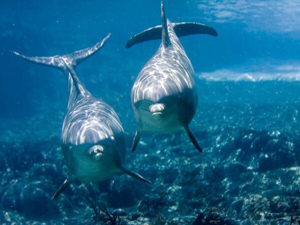 Дельфины узнают знакомых по вкусу мочи