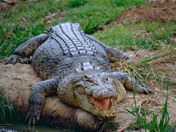 Дикие свиньи помогли спасти от вымирания австралийских крокодилов