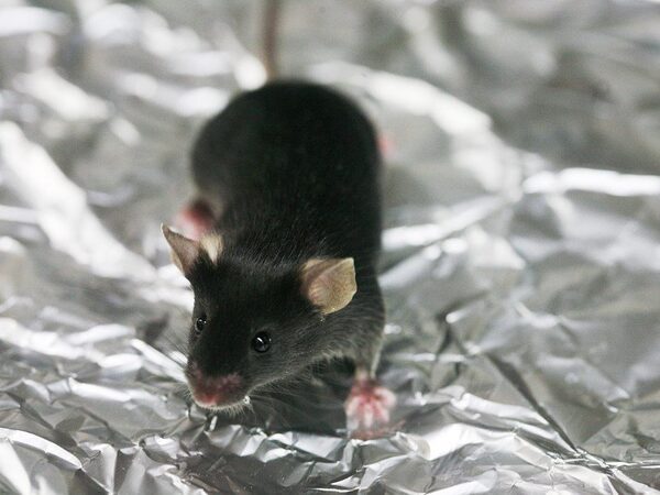 Лекарство от эпилепсии оказалось способно подавлять нейрофиброматоз у мышей
