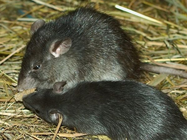 Упадок Римской империи привел к временному исчезновению черных крыс в Европе