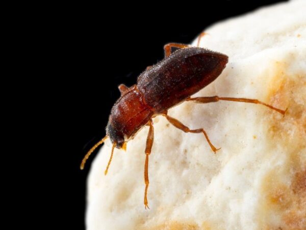 Вымирающего американского жука предлагают разводить в неволе