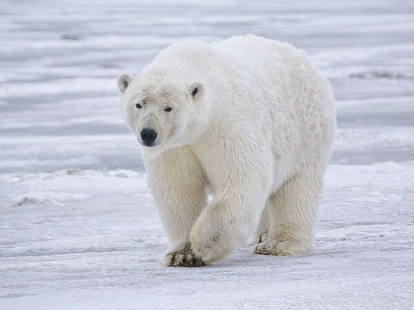 Белые медведи юга Гренландии научились охотиться на тюленей на отколовшихся кусках ледников
