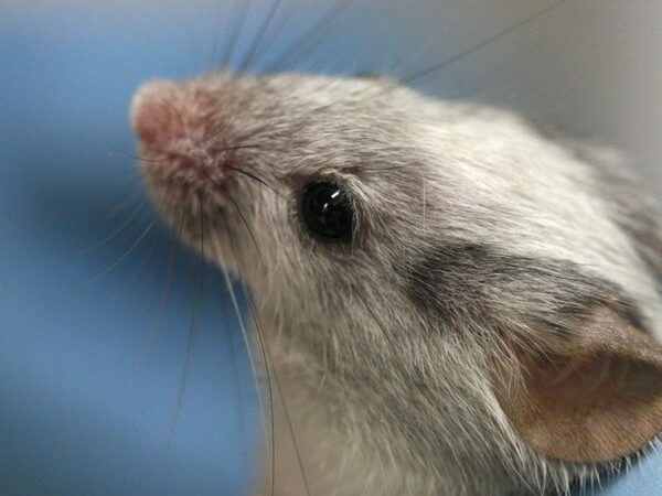 Избыток серотонина у беременных мышей сделал их детенышей отважными первопроходцами