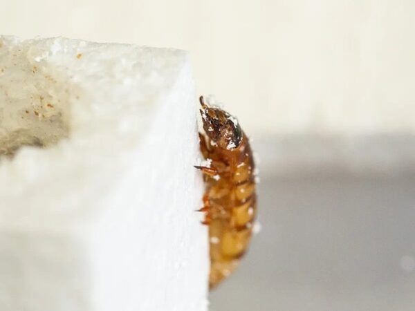 Кишечные бактерии помогают личинкам жука переваривать полистирол