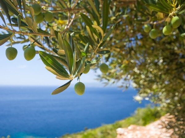 Люди начали выращивать оливу и инжир еще семь тысяч лет назад