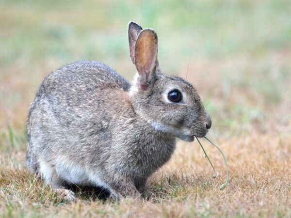 Генетики проследили происхождение австралийских кроликов