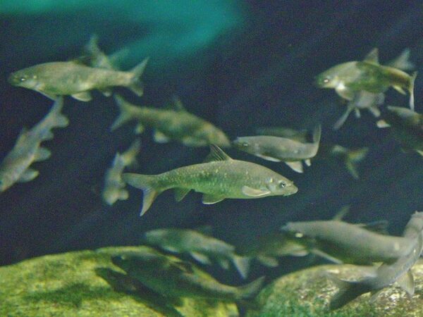 Осваивая новые экологические ниши, тропические рыбки из поедателей водорослей превратились в хищников